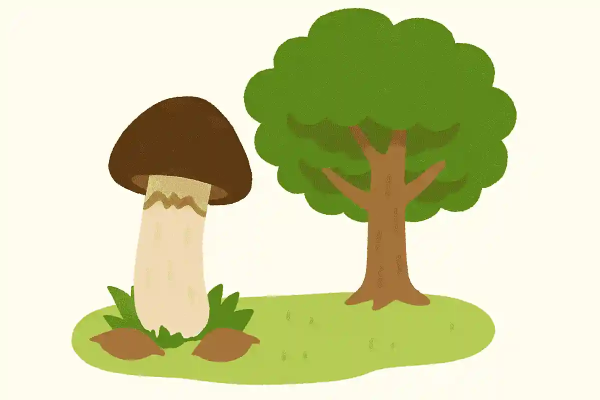 松茸が生えるのは、何の木の下でしょうか?