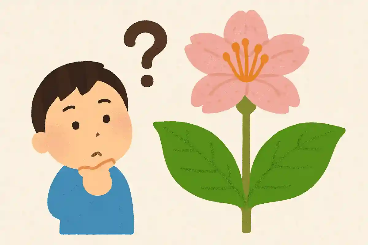 春に咲くふしぎな葉っぱは？