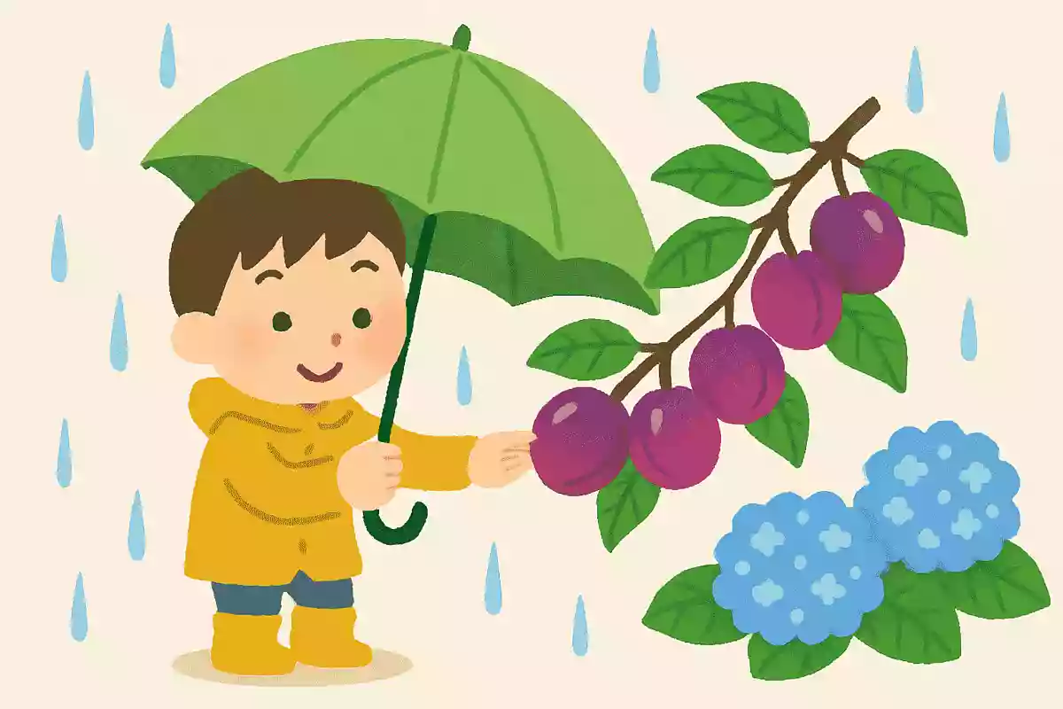 梅雨の時期に梅が熟すので「梅雨」と言う