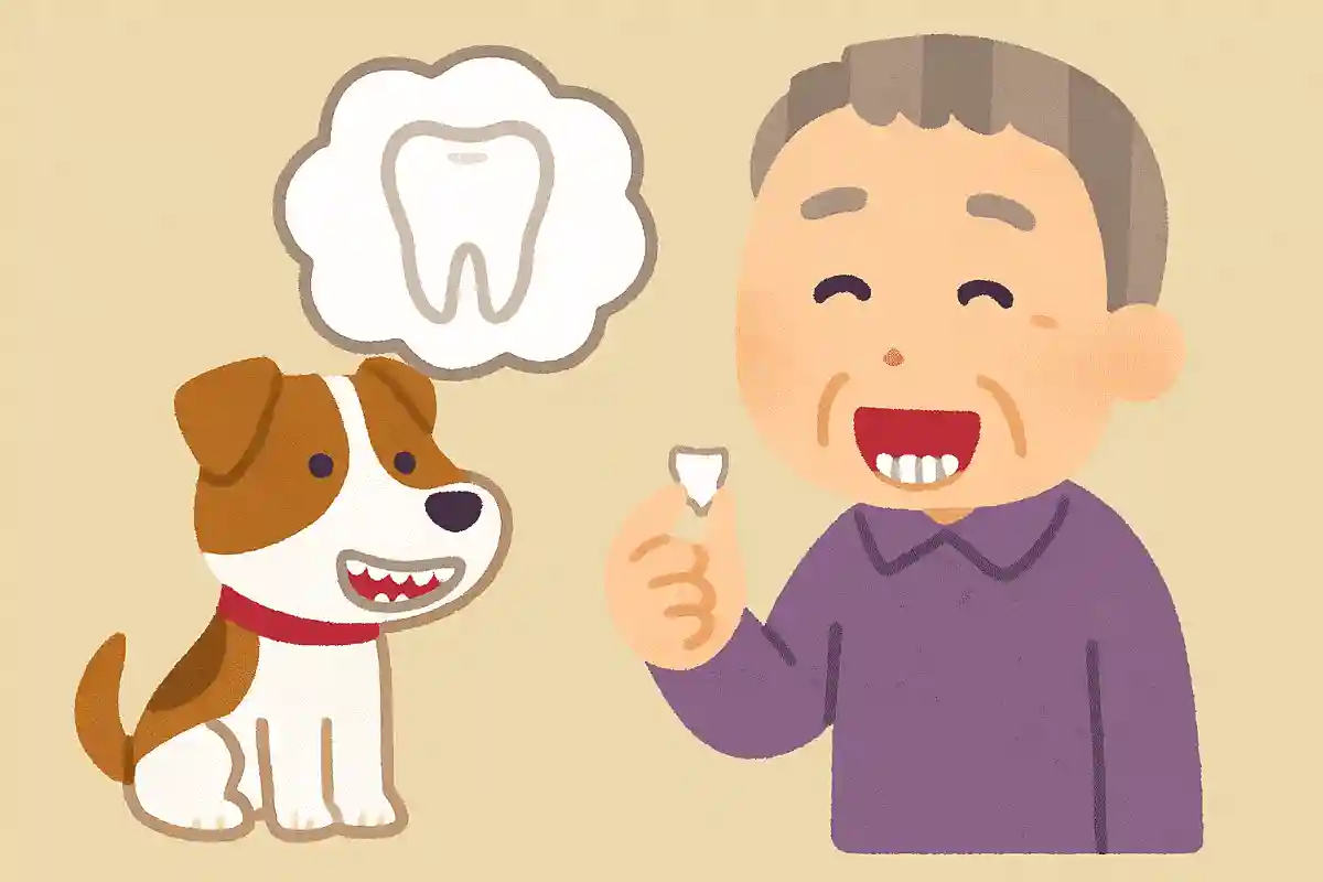 人間のように、犬も乳歯が抜けて永久歯が生えてくるでしょうか?