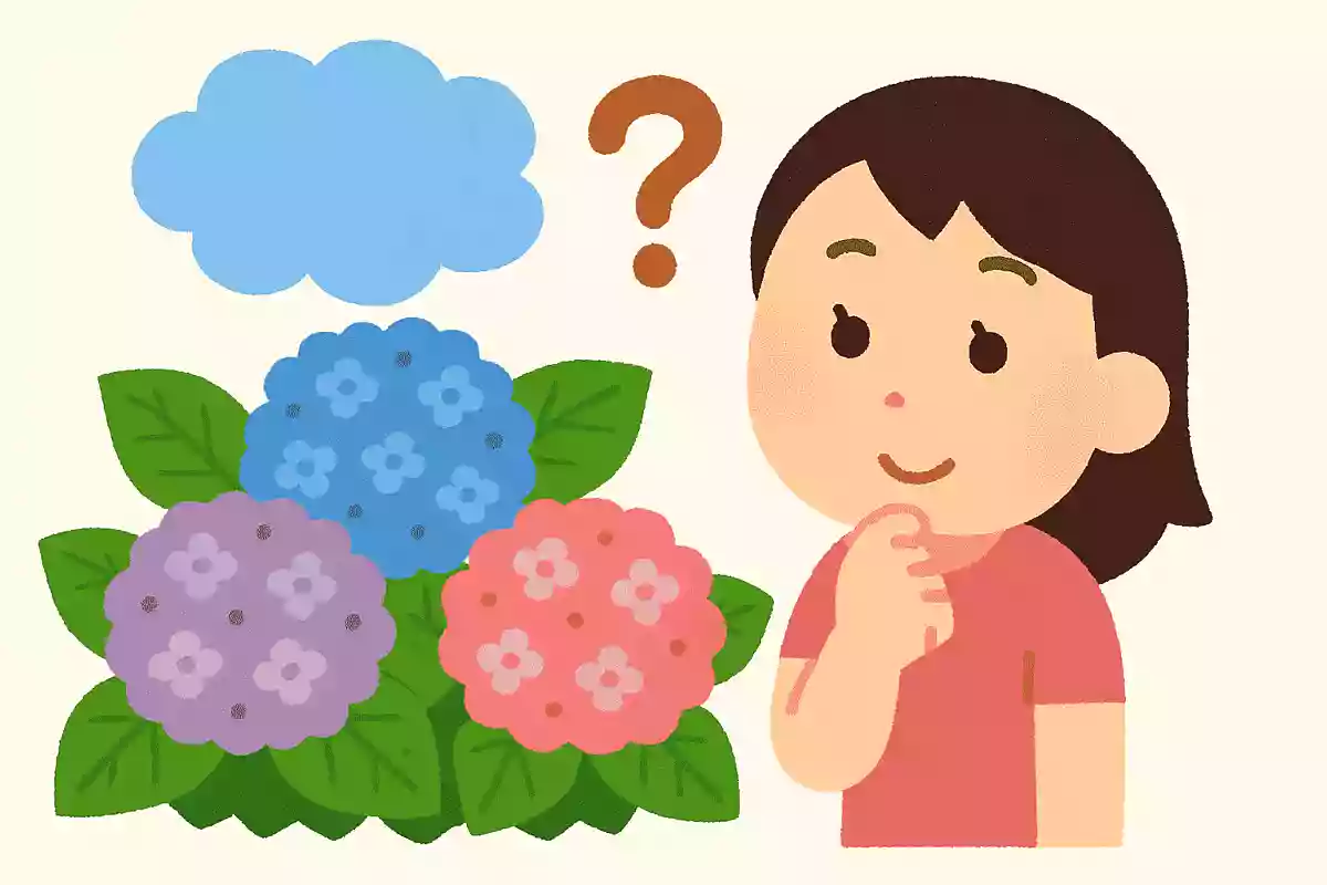あじさいの花の色は何によって決まるでしょう?