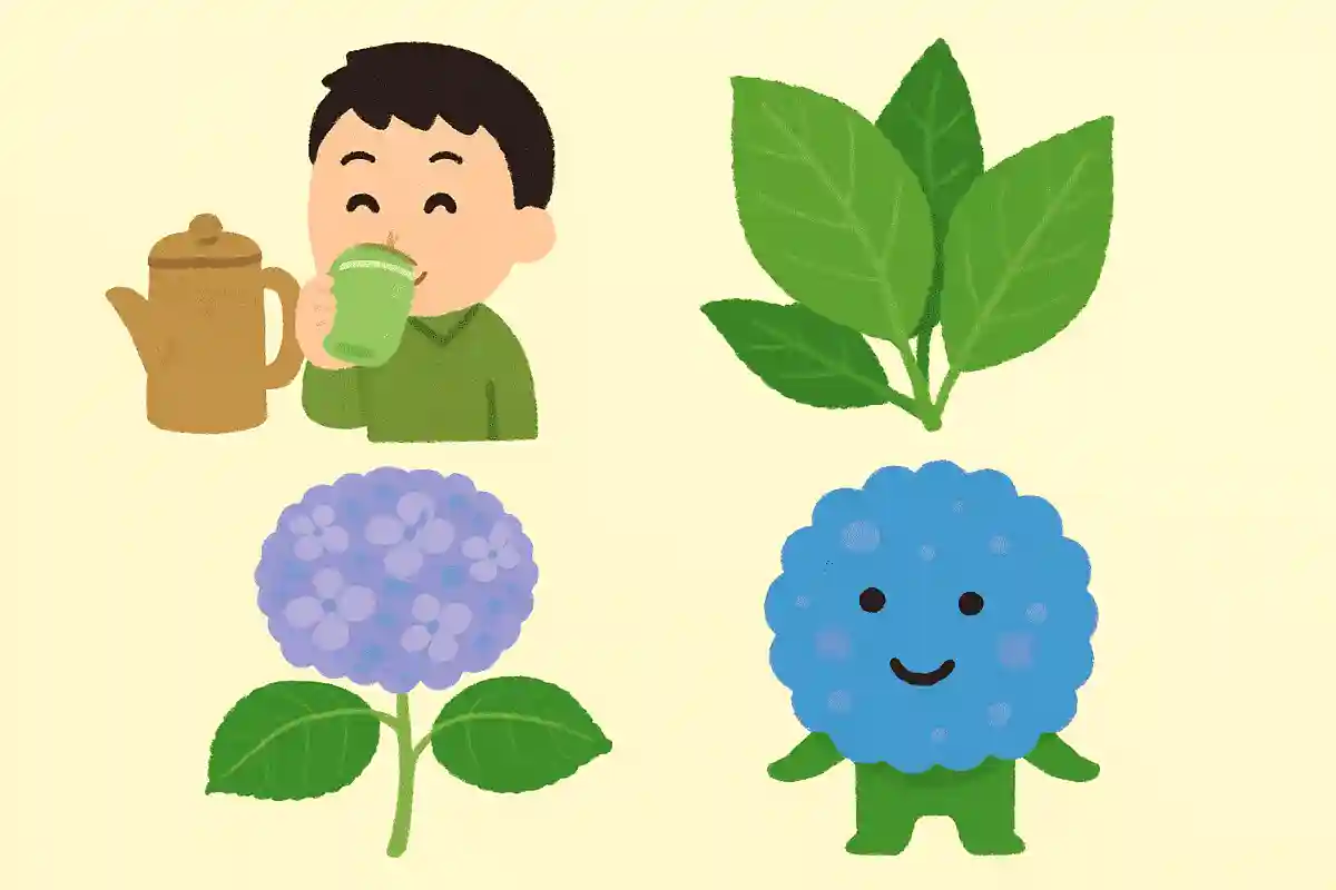 アジサイの若葉を使ったお茶がある