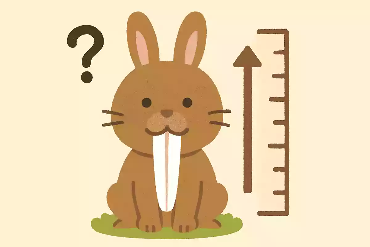 ウサギはいつまで歯が伸びる?