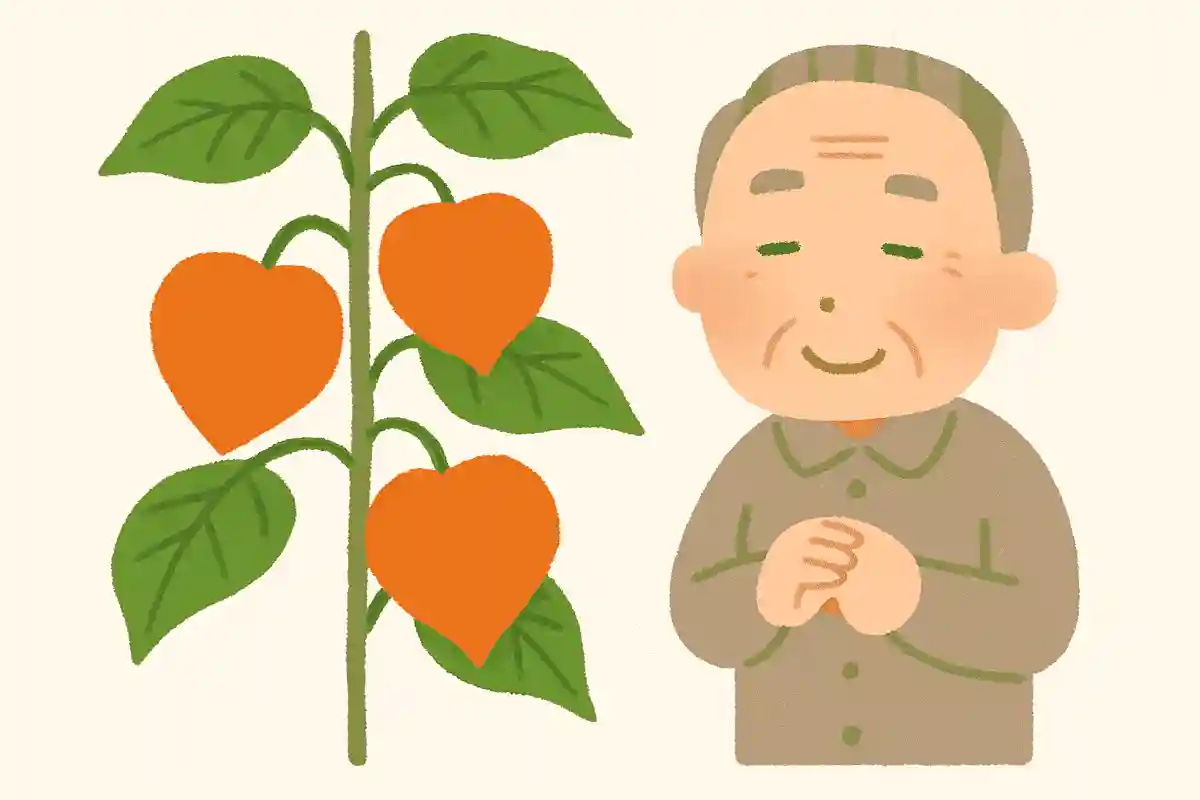 お盆にはつきものと言われ、盆提灯の形にも似ている植物は何でしょうか?