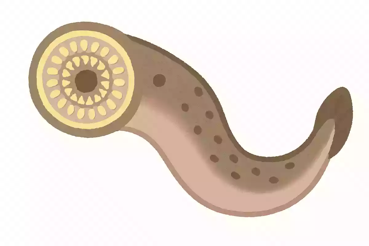 世界で1番歯が多い生き物はなんでしょう?