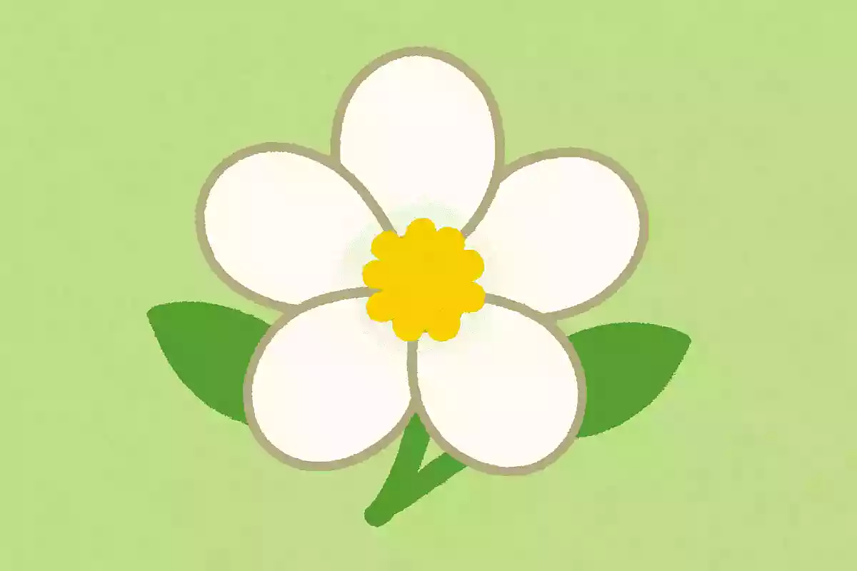 4687白い花