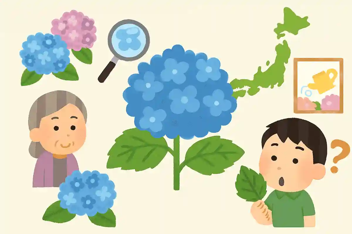 アジサイの語源は「青いがたくさん集まっている」という「集真藍」