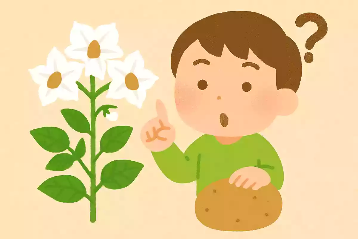 じゃがいものお花は、何色でしょう。