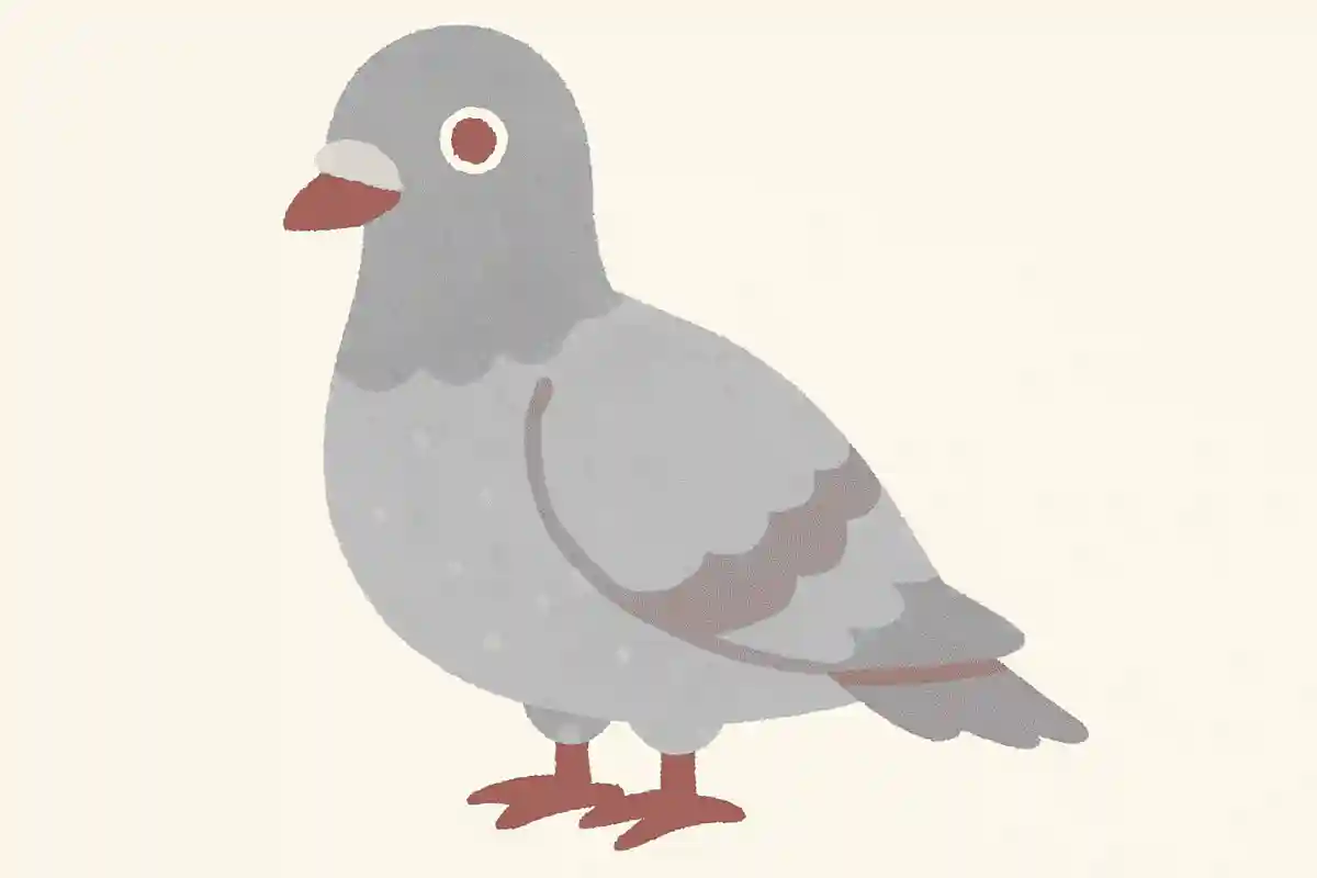 ギンバト（銀鳩）