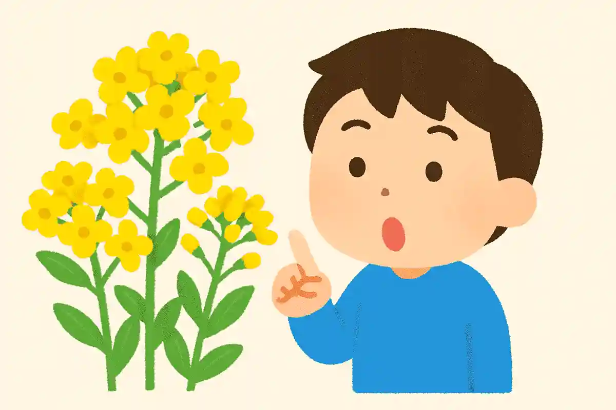 菜の花の色は何色でしょうか