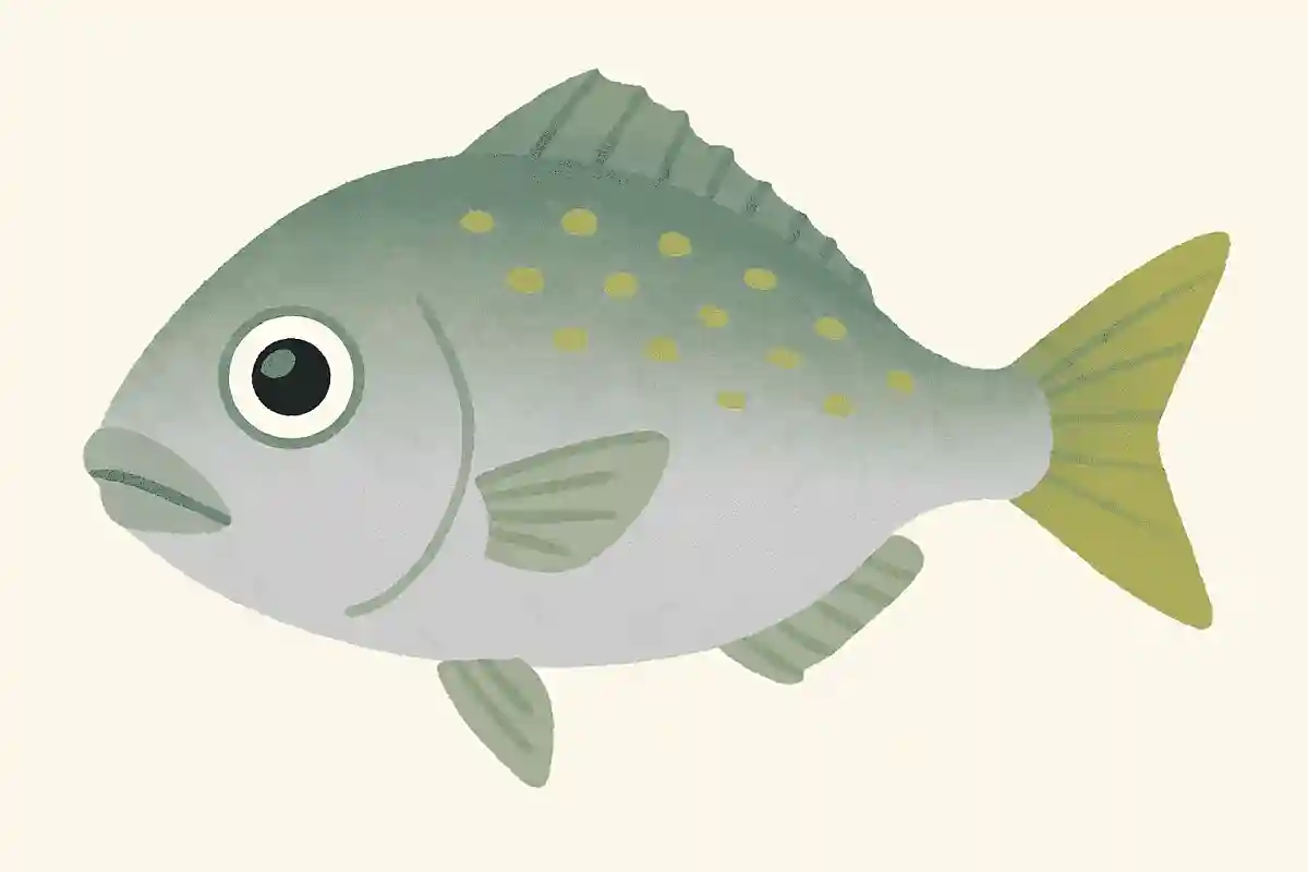 ギンメダイ（銀目鯛）