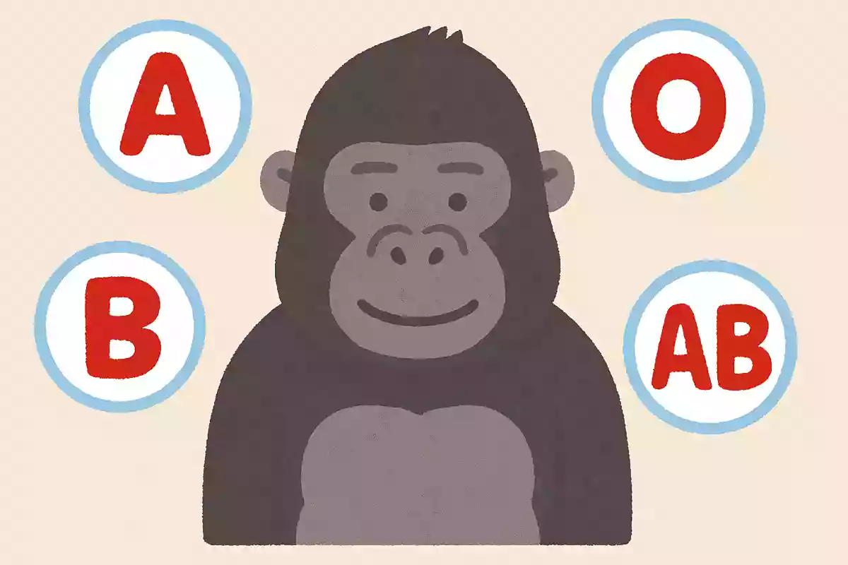 ニシローランドゴリラの血液型は何種類あるでしょうか？