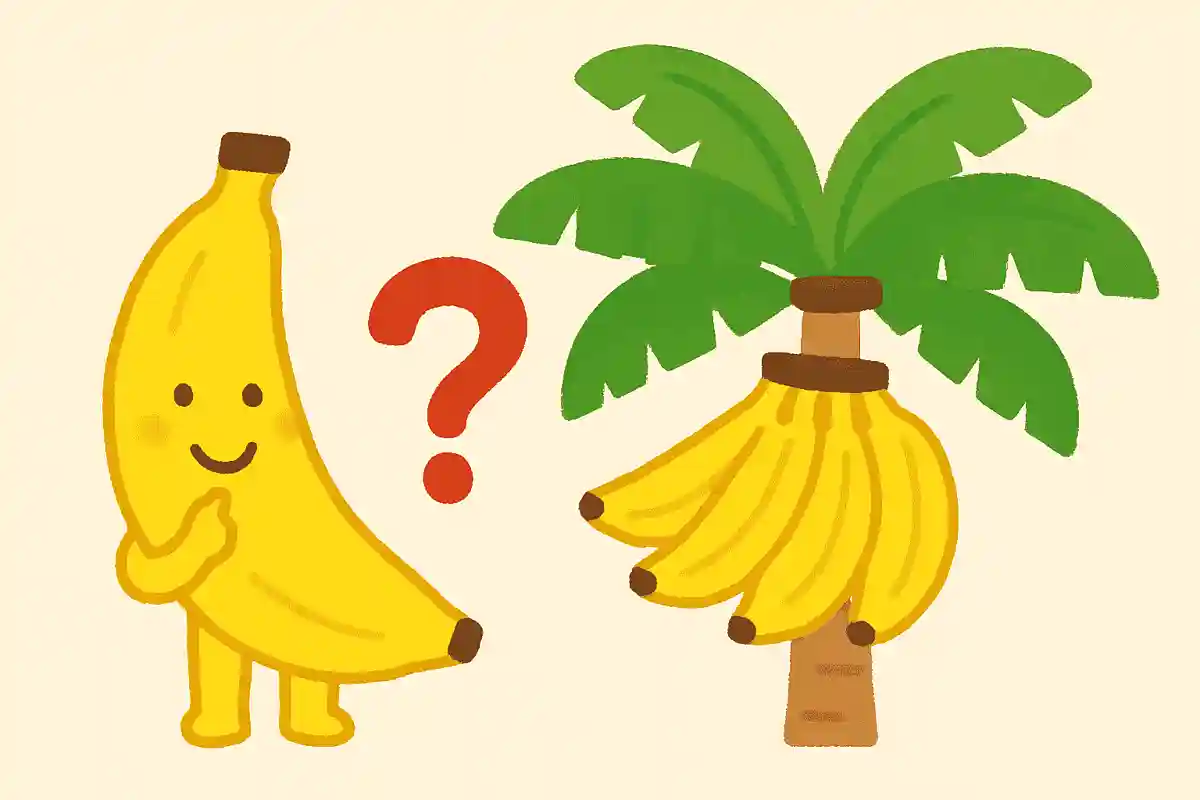 みんながだいすきなくだもの「バナナ」。でも、バナナの木には、じつはないものが！それはなんでしょう？