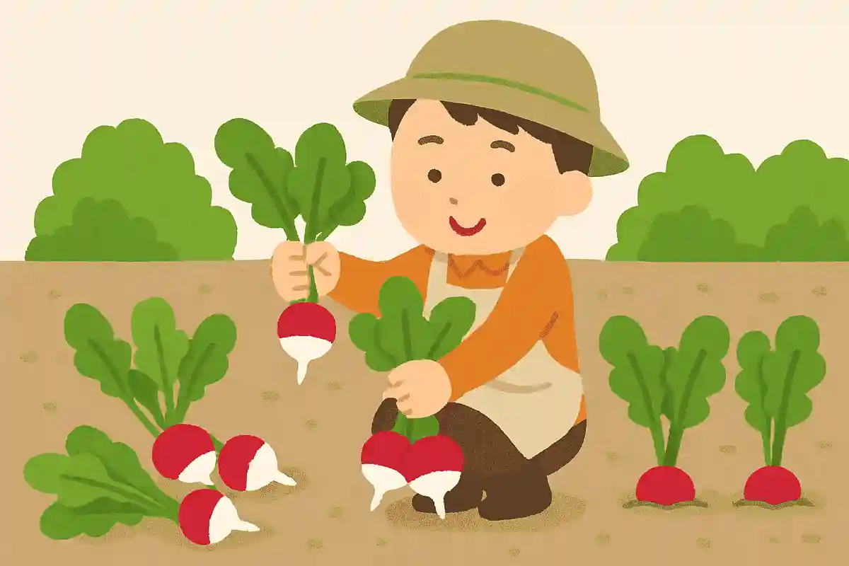 大根を8本収穫する。5本収穫したらあとはいくつになるでしょう?