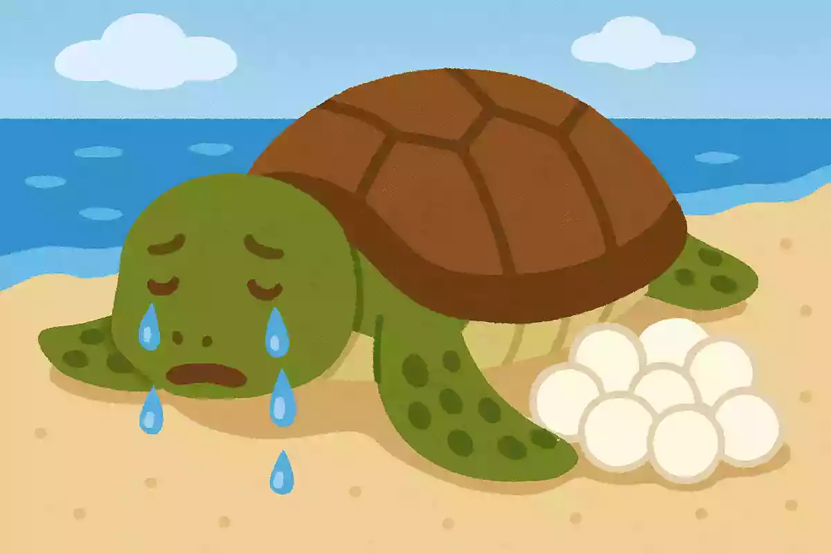 ウミガメが出産中に泣く理由は?