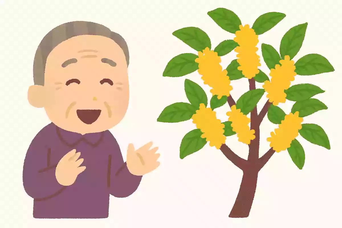 10月の初旬頃に咲く、甘い匂いの植物は何でしょうか？