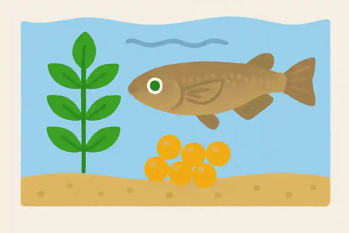 メダカはどこで生まれる？