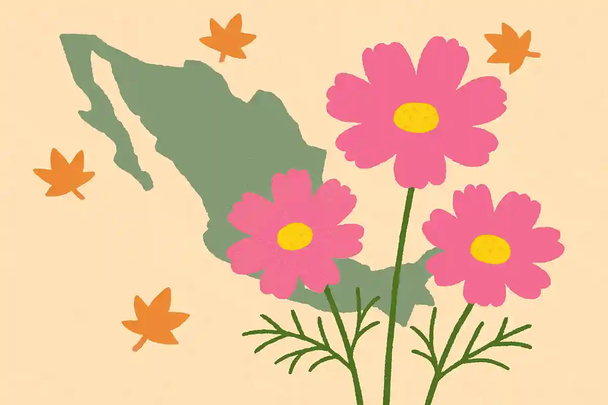 秋の花と呼ばれているコスモスの原産地はメキシコ