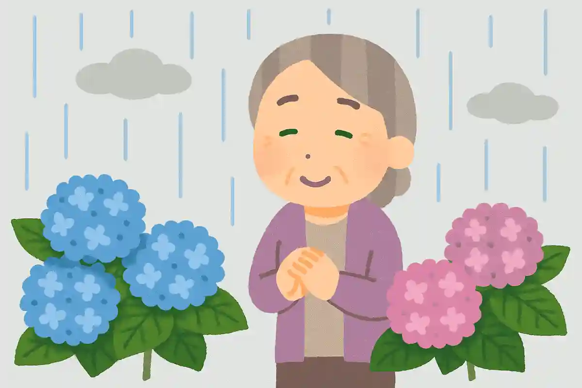 紫陽花はなぜ梅雨に咲くのでしょうか。