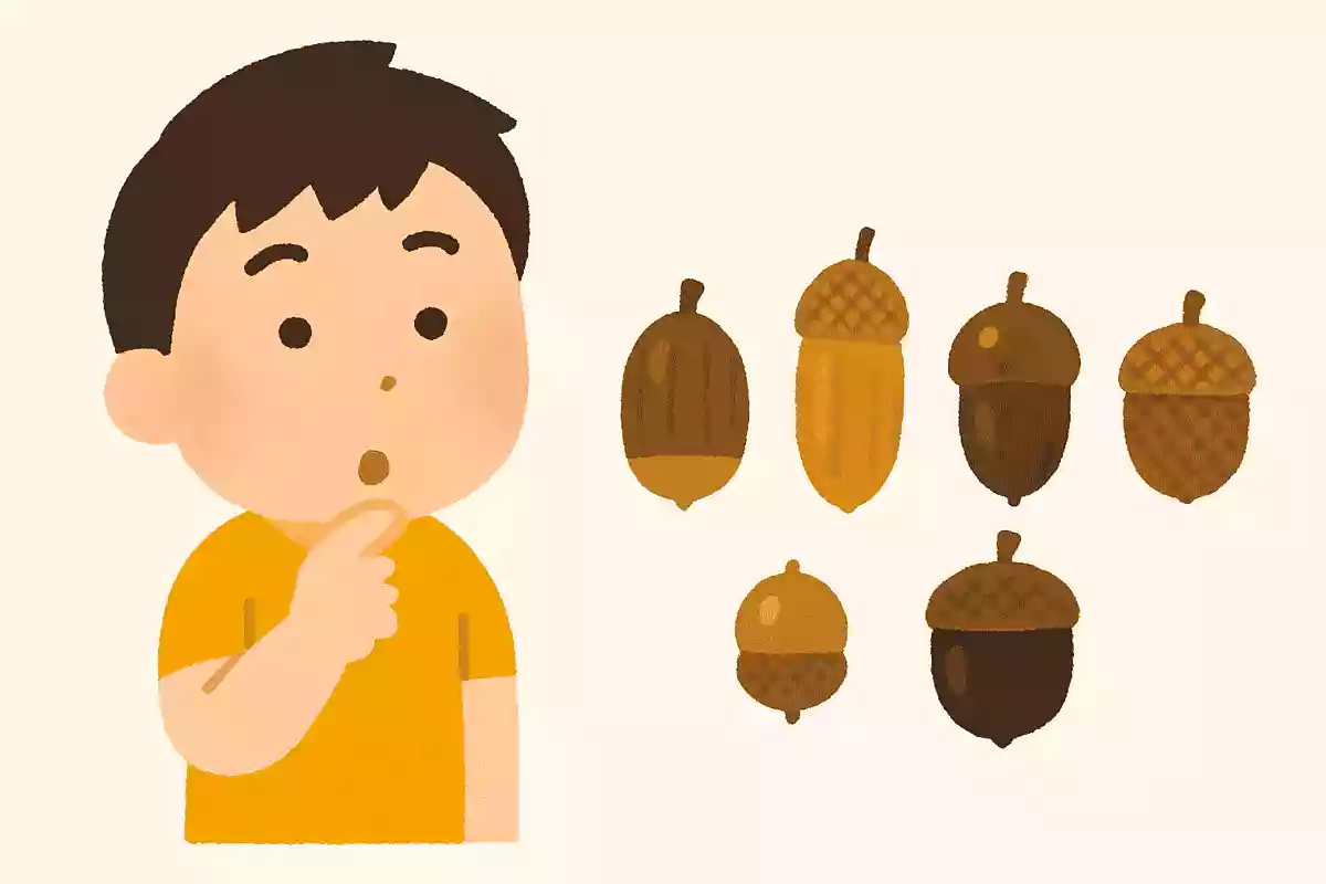 日本のどんぐりは何種類ある?