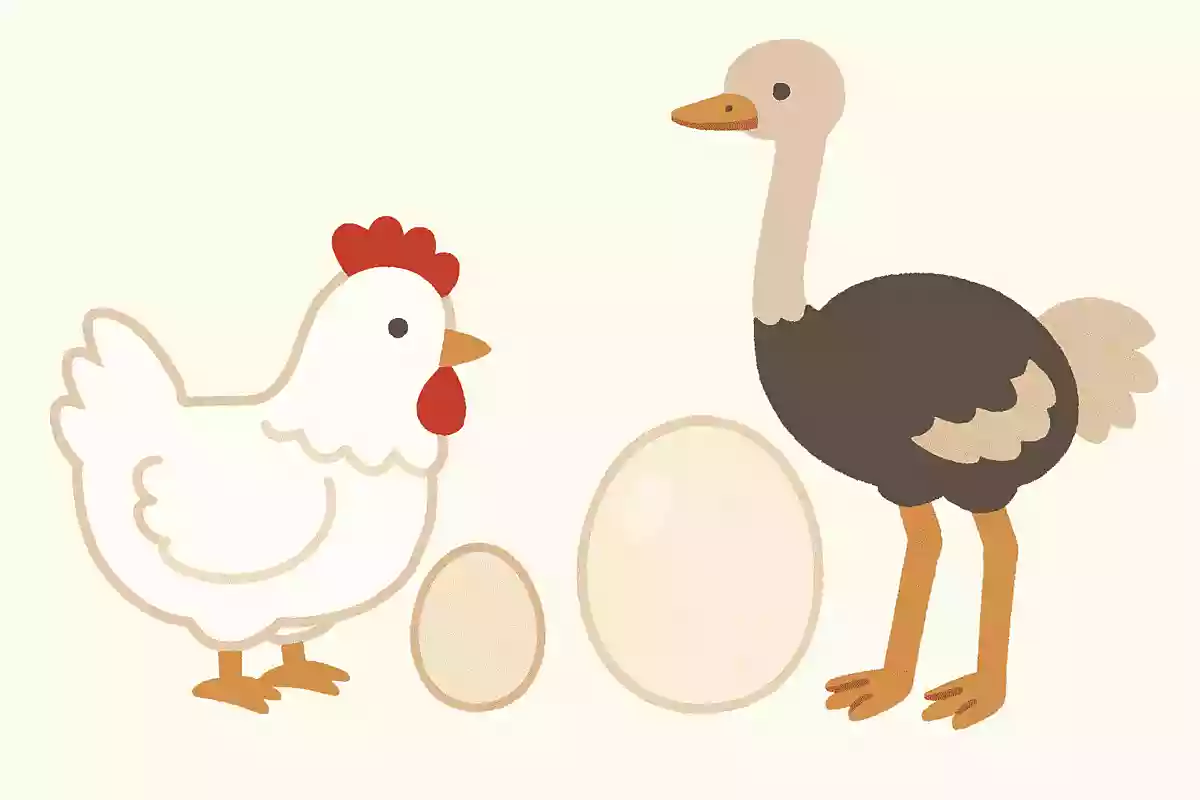 ニワトリとダチョウ。どちらの卵のほうが大きい？