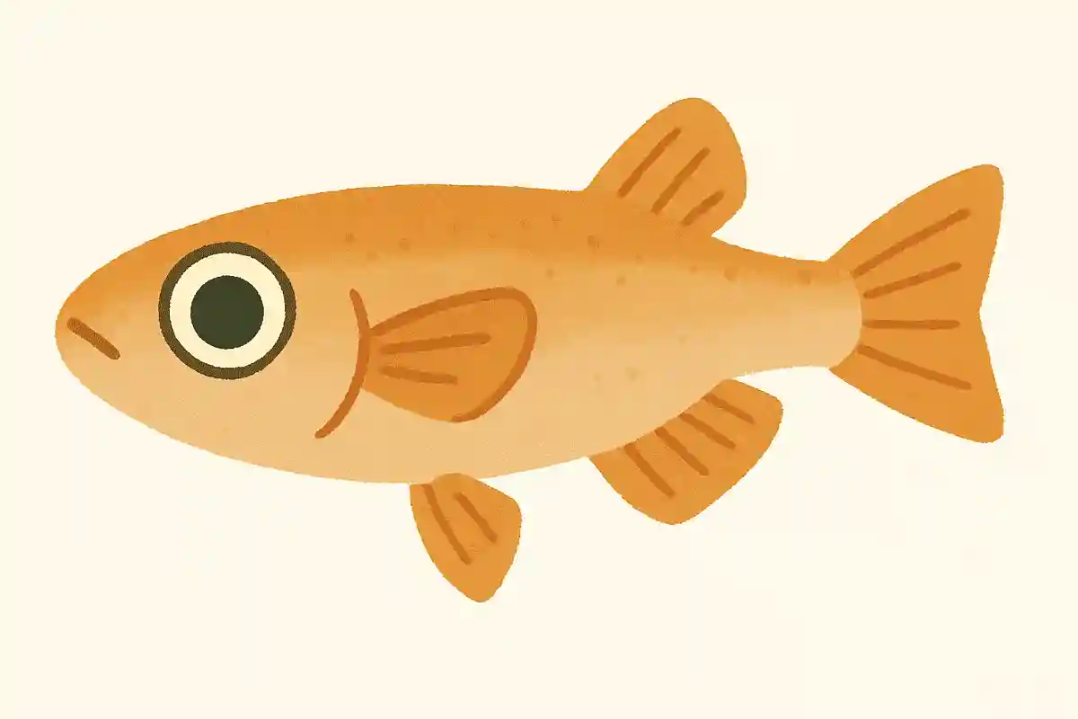 メダカの体の機能で特に発達しているのは？