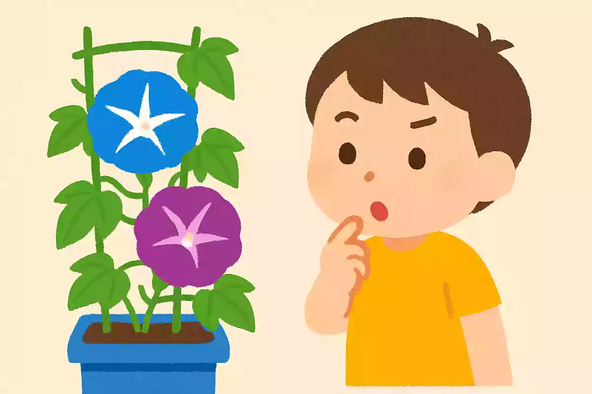 7月によく見られるアサガオ。いつに咲く花でしょうか？