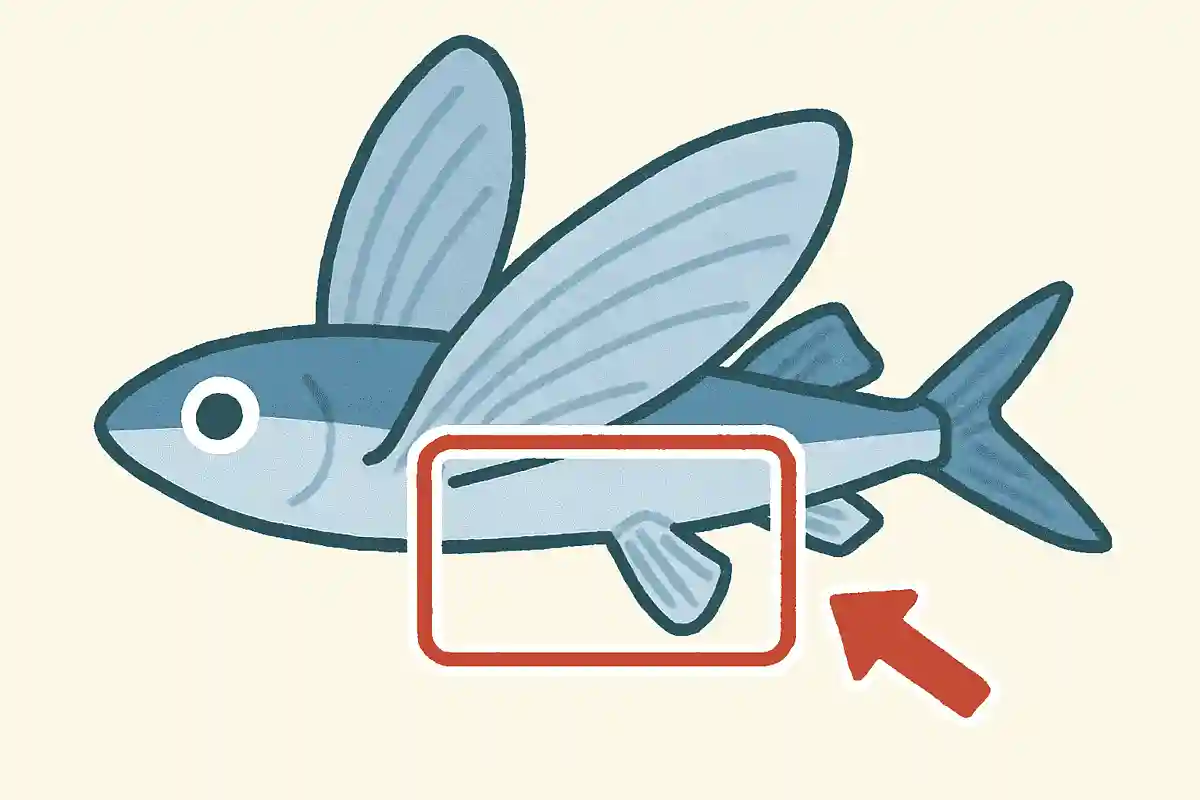 トビウオが飛ぶときに翼のような役割をしている部分はどこでしょうか?