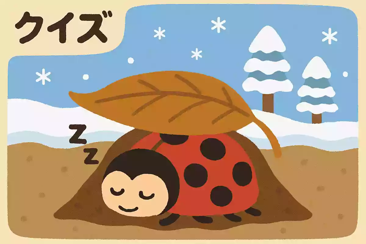 夏によく見かけるてんとう虫は、どのようにして冬を越すでしょうか？