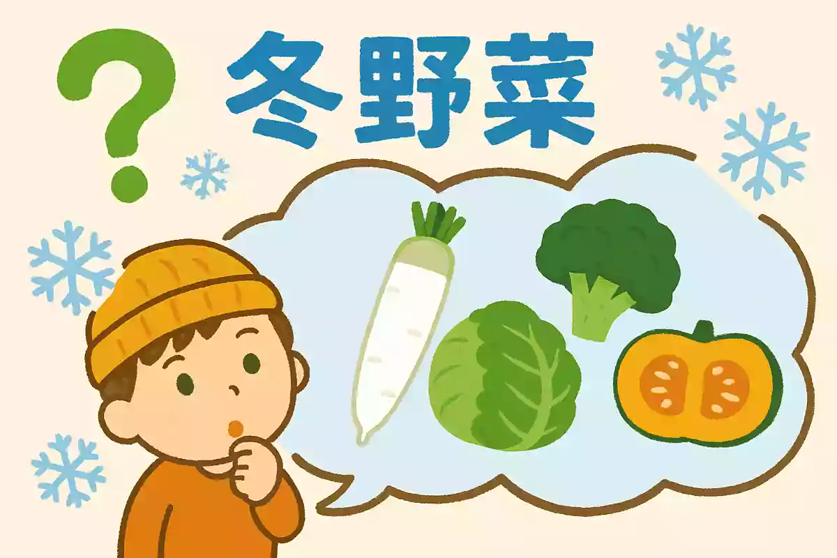2月に食べるとおいしい野菜を冬野菜といいます。冬野菜はどんな特徴があるでしょうか？