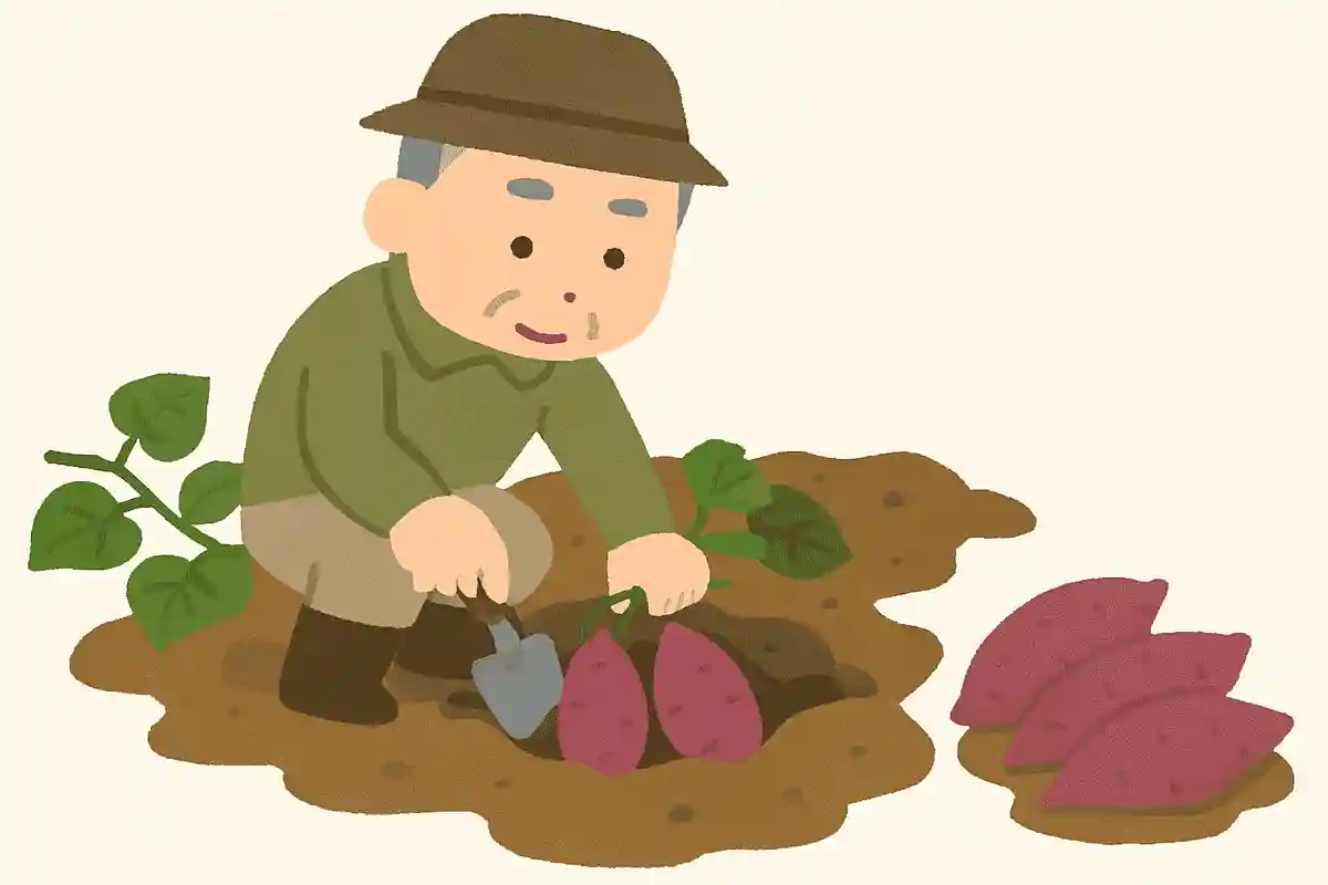 さつまいもを掘るときのコツは何でしょう？