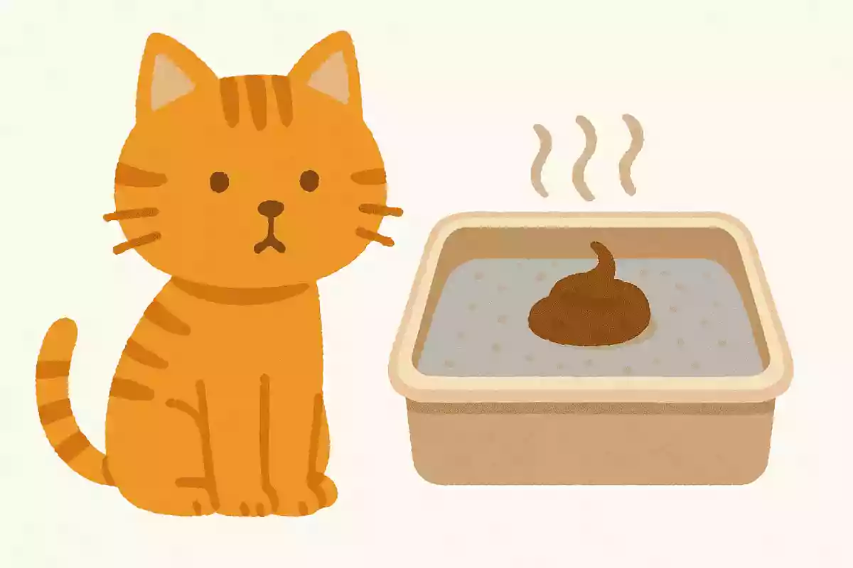猫がトイレの後に排泄物を隠さない、その理由は？