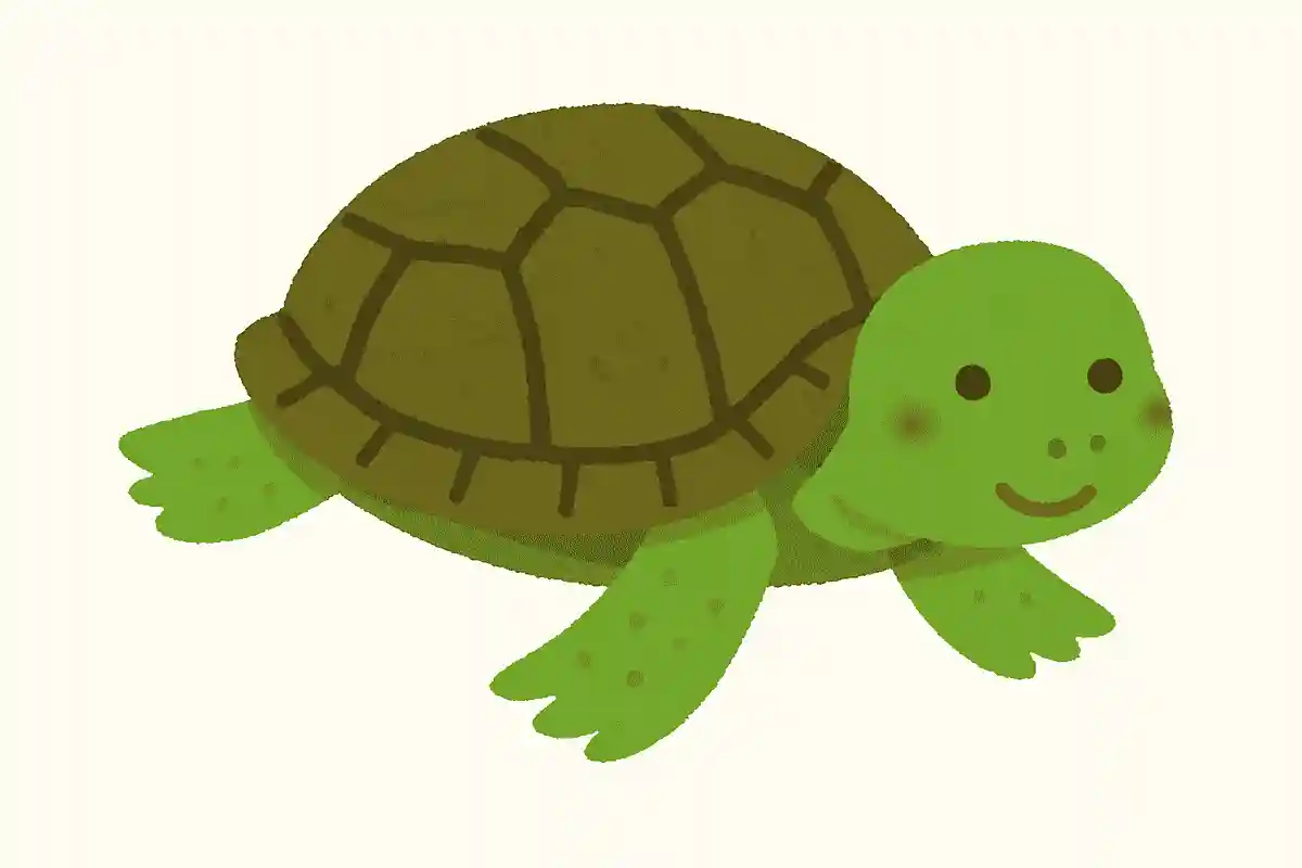 ミドリガメ（緑亀）