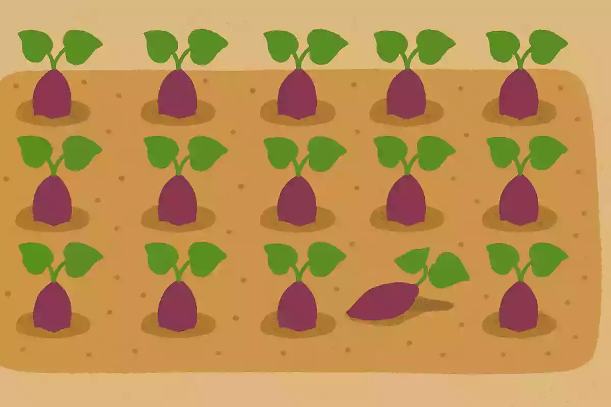 畑にさつまいもが20本植えられています。5本抜くとあとはいくつでしょうか?