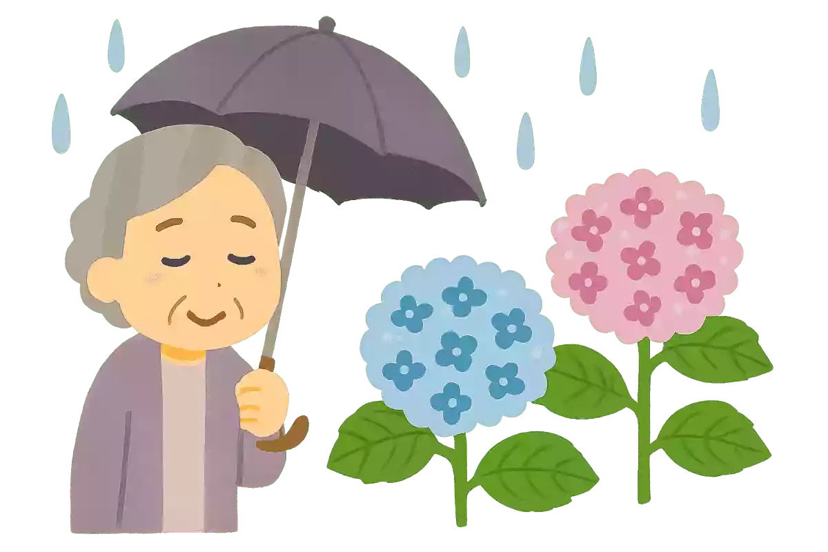 紫陽花の花の色は何で決まるでしょうか