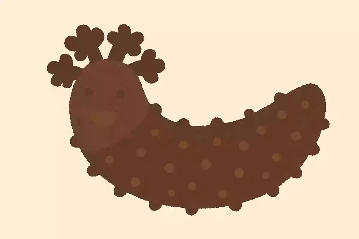 ナマコ（海鼠）