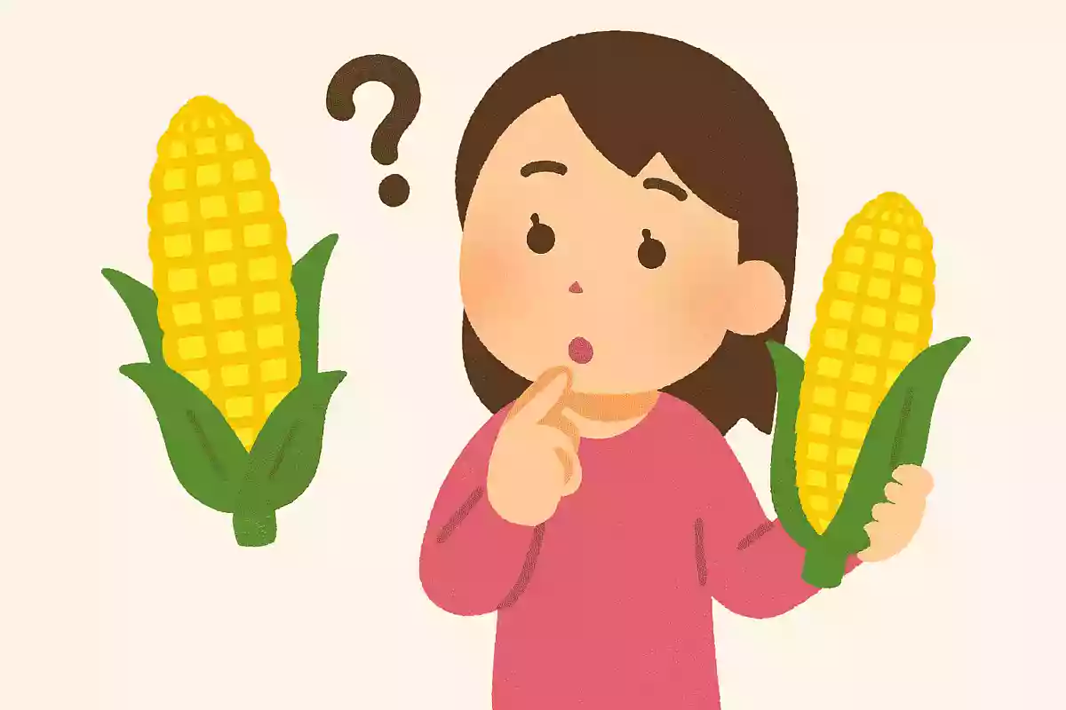 とうもろこしの雑学クイズ。歴史や作り、美味しく食べる方法まで