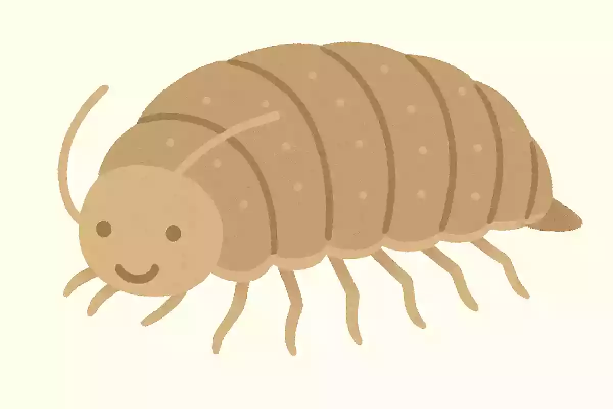 ヨコエビ(横海老)