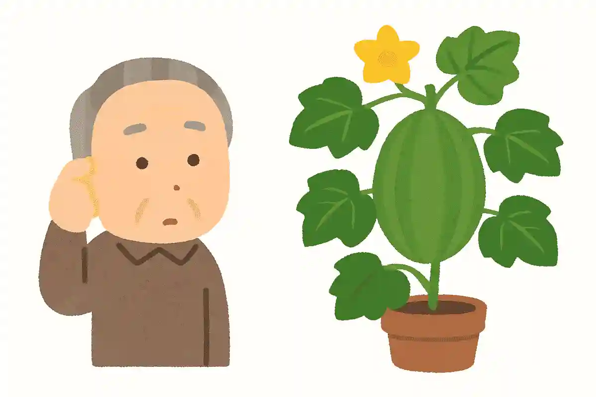 お盆にはつきものと言われ、盆提灯の形にも似ている植物は何でしょうか？