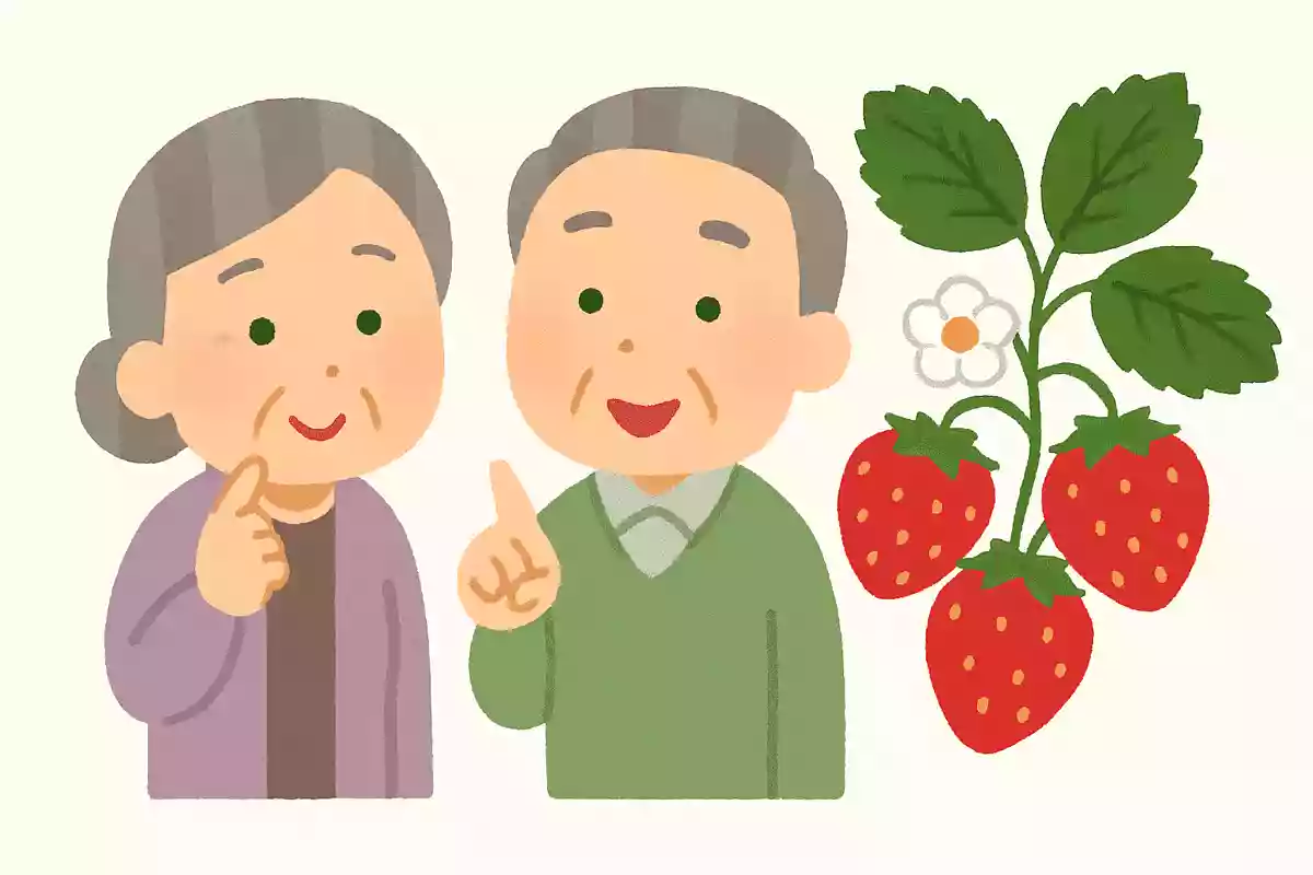 いちごは何科の植物でしょうか?