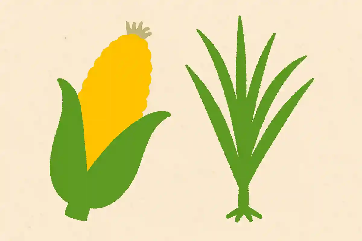 とうもろこしは何科に分類される?