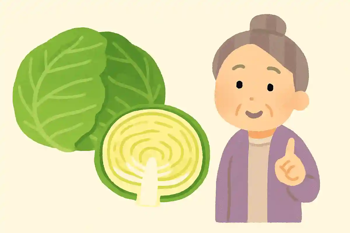 春キャベツは秋にタネをまいたキャベツのこと