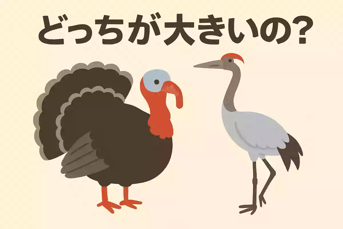 シチメンチョウとオオヅルならどちらが大きいでしょうか?