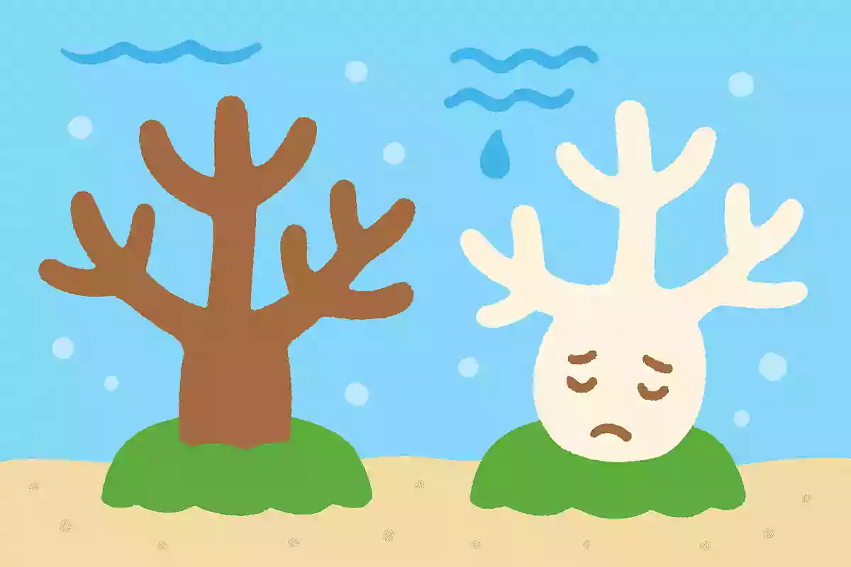 サンゴが夏バテすると、どんな変化があるでしょうか?