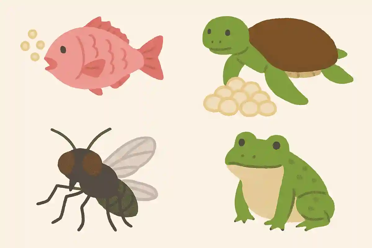 一回に卵を産む量が一番多い動物は？