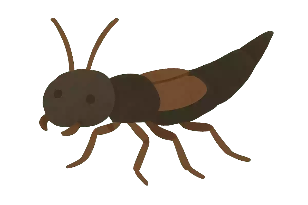 ズマルハネカクシ