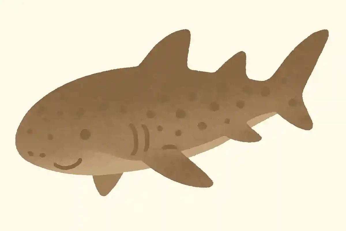 ナヌカザメ（七日鮫）