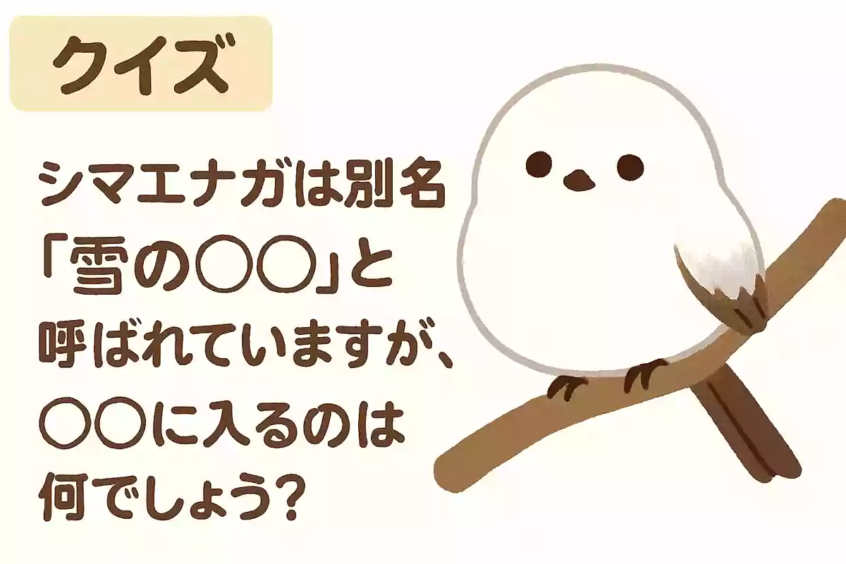 シマエナガの豆知識クイズ。習性や特徴の雑学問題【高齢者向け】