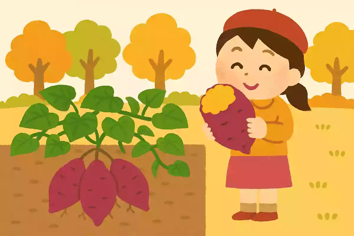 秋に食べるとおいしいさつまいですが、さつまいもの実はどこにできるでしょうか。