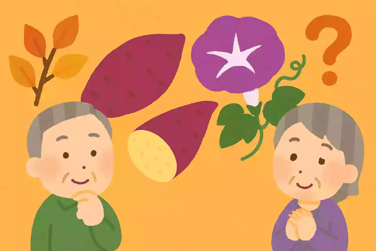 10月に旬を迎えるさつまいもですが、さつまいもはある夏の花の仲間です。花は何でしょうか？